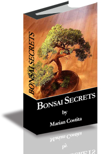 Bonsai Secrets cover