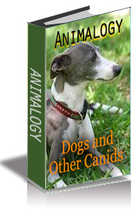 Animalogy: Dogs and Other Canids  cover