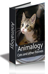 Animalogy: Cats and Other Felines cover