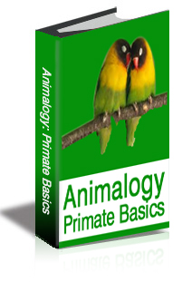 Animalogy: Primate Basics cover