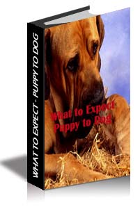 What to Expect - Puppy to Dog cover