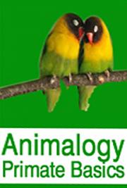 Animalogy: Primate Basics