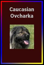 Caucasian Ovcharka