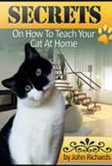 Secrets on How to Teach Your Cat at Home