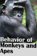 Behavior of Monkeys and Apes