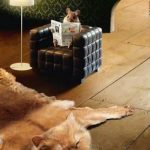 Curiosity killed the cat…