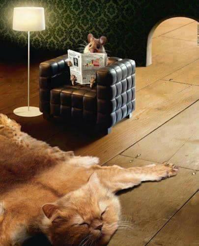 Curiosity killed the cat…