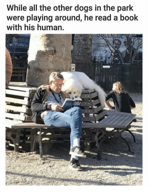 Booklovers’ kind of doggo! 🐕 💕