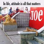 This can make any day 100% better 😃