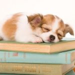 I wish every Book came with a free one of these… 🐾❤