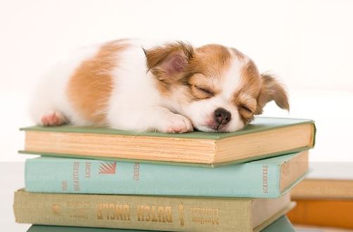 I wish every Book came with a free one of these… 🐾❤
