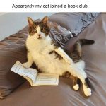 One day, #Cats will rule the world! 😂