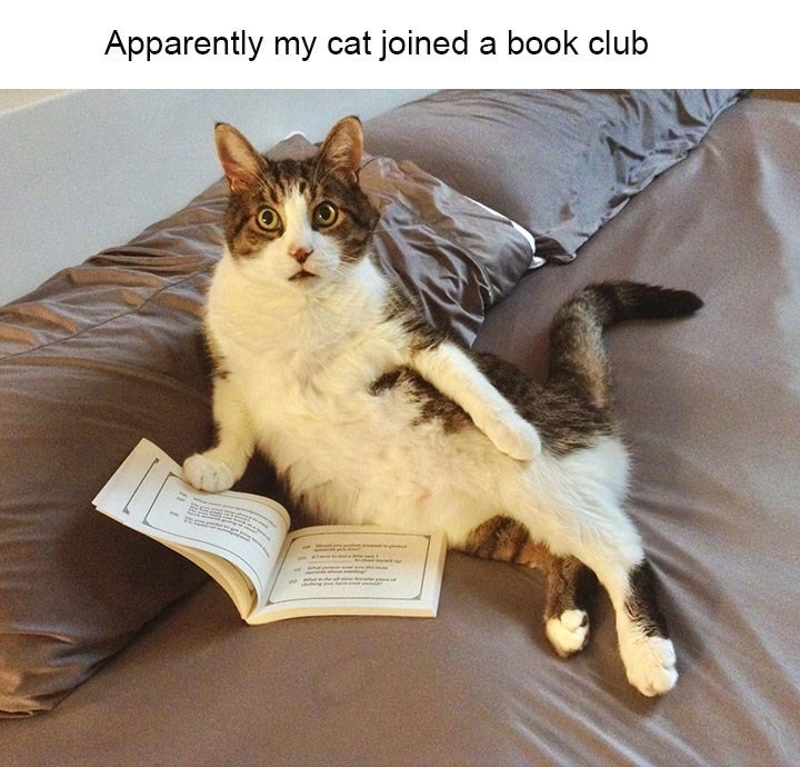 One day, #Cats will rule the world! 😂