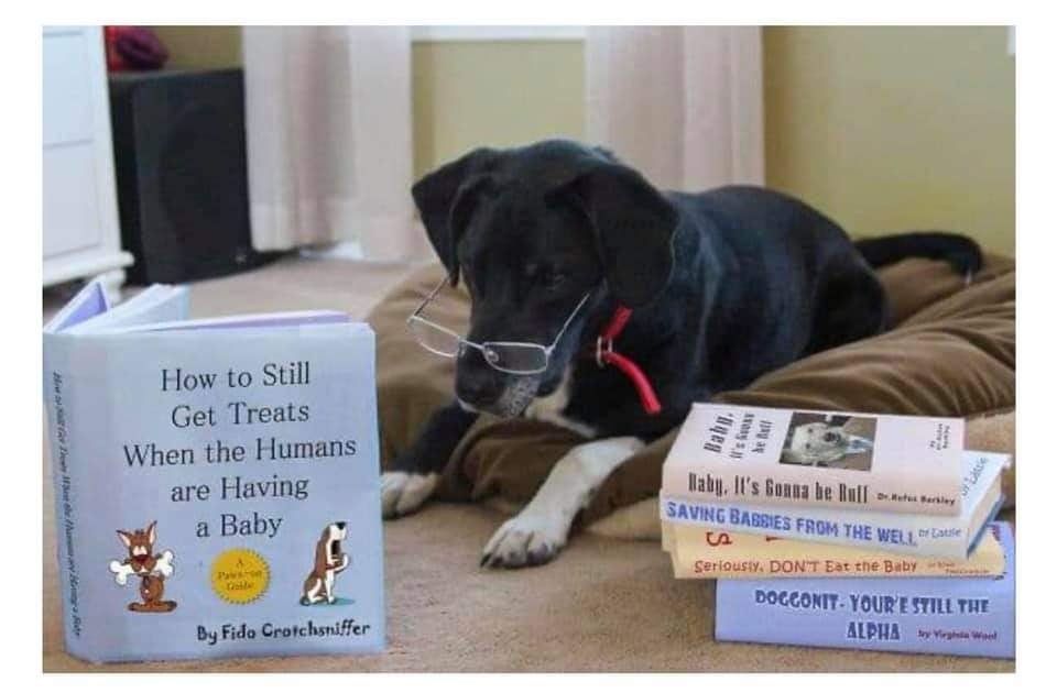 How clever is this dog? 😂