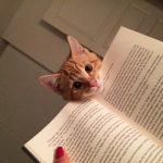 My kind of bookmark! 😹