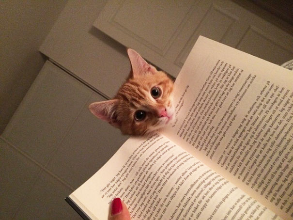 My kind of bookmark! 😹