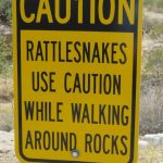 Clever rattlesnakes! 🐍😂