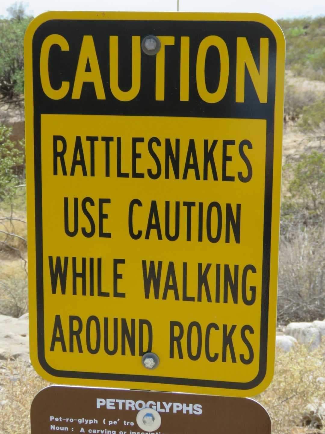 Clever rattlesnakes! 🐍😂