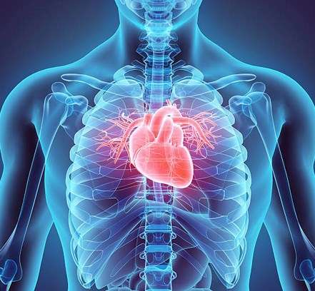 Master Human Anatomy