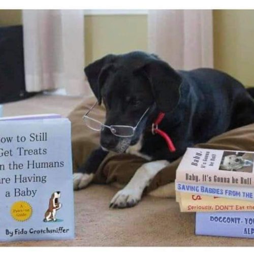 How clever is this dog? 😂