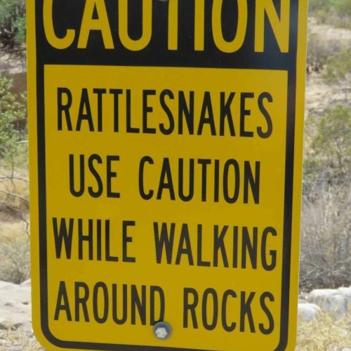 Clever rattlesnakes! 🐍😂