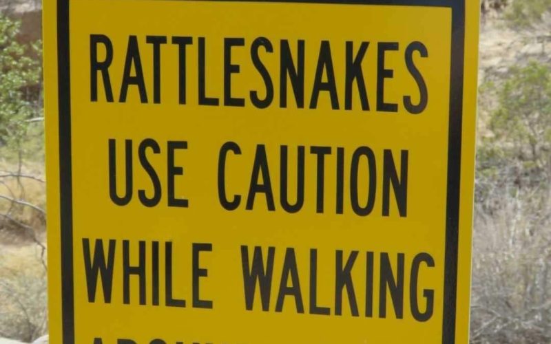 Clever rattlesnakes! 🐍😂