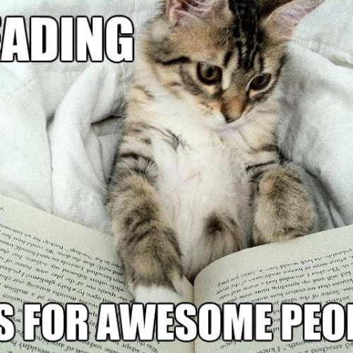 Happy International Cat Day 🐱🐾