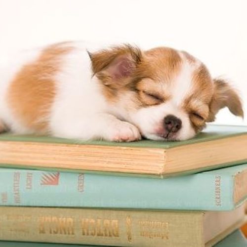 I wish every Book came with a free one of these… 🐾❤