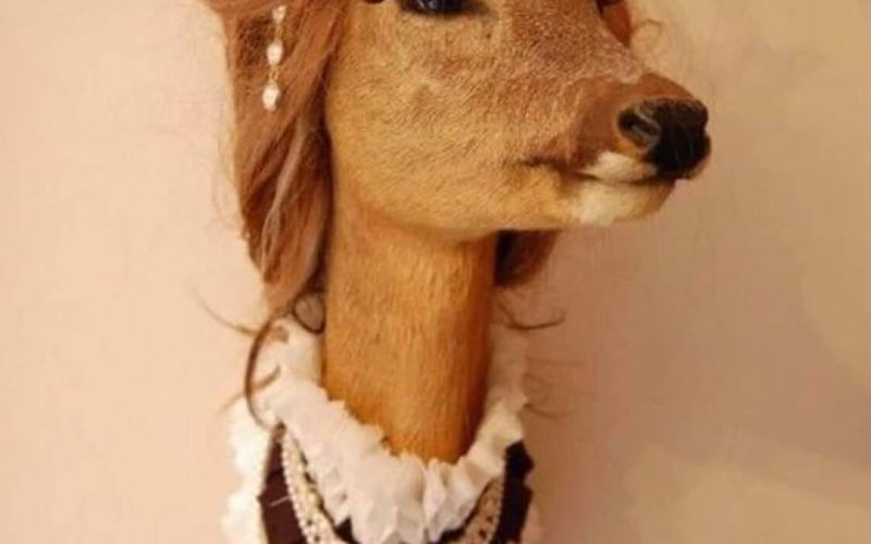 Deer Librarian! 🤣