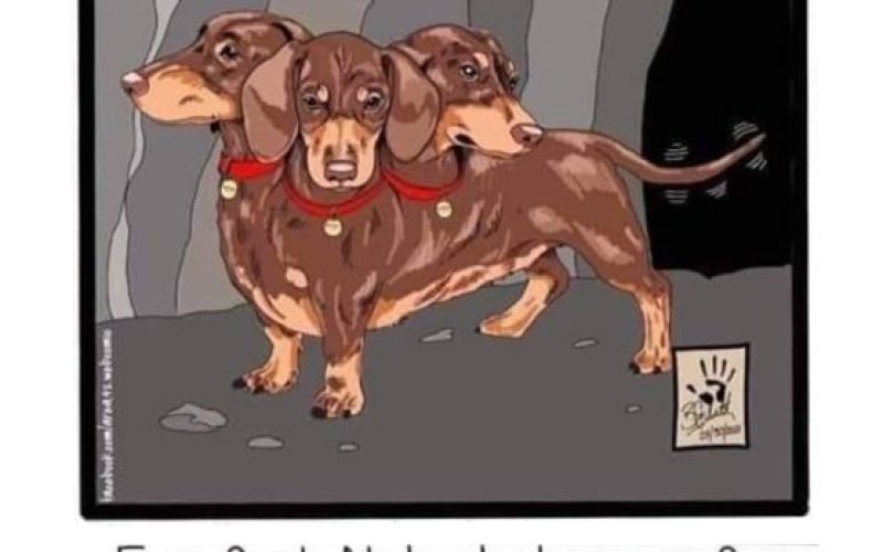 Can you imagine if chihuahuas were the size of Fluffy? 🤣