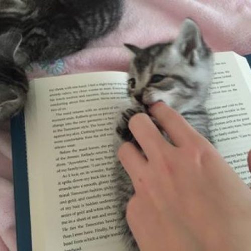 When your bookmark bites… #lol