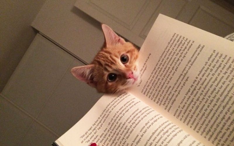 My kind of bookmark! 😹
