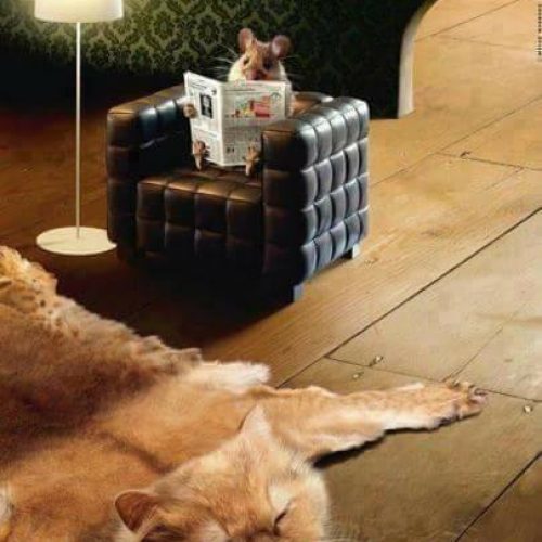 Curiosity killed the cat…