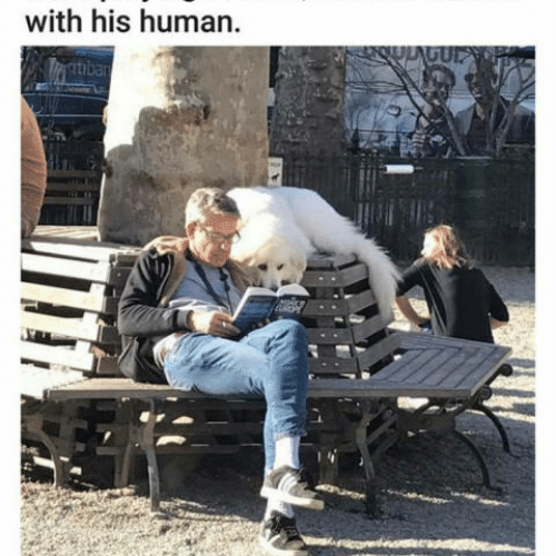 Booklovers’ kind of doggo! 🐕 💕