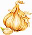 garlic for natural equine health