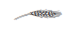 img31.png