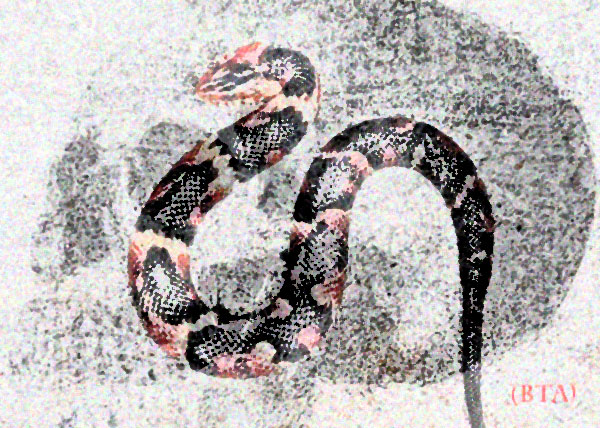 img14.jpg