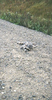 Image 84
