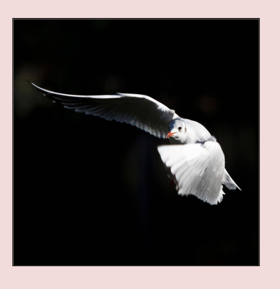 img7.png