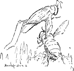 img13.png