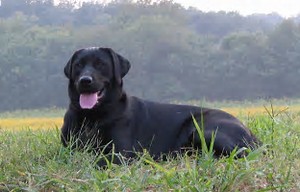 img41.jpg