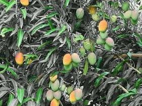 img17.jpg