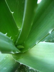 img11.jpg