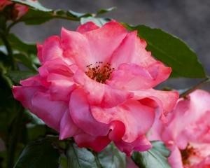 img1.jpg