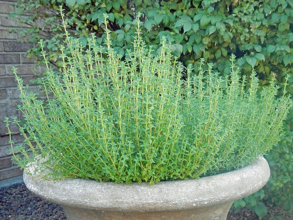 img100.jpg