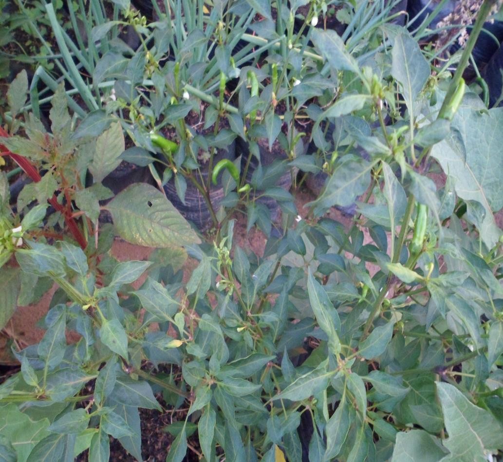 img107.jpg