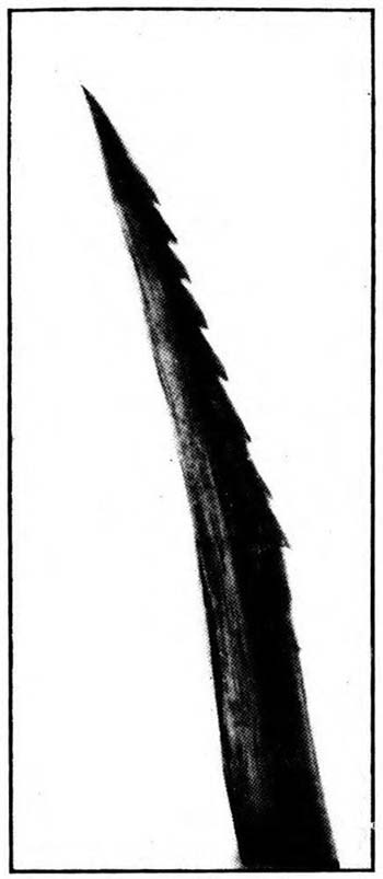 img24.jpg