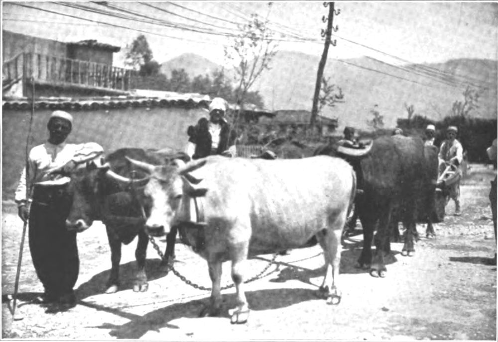 img1.jpg