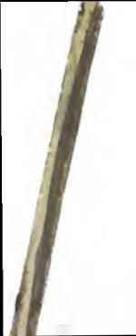 Image 36