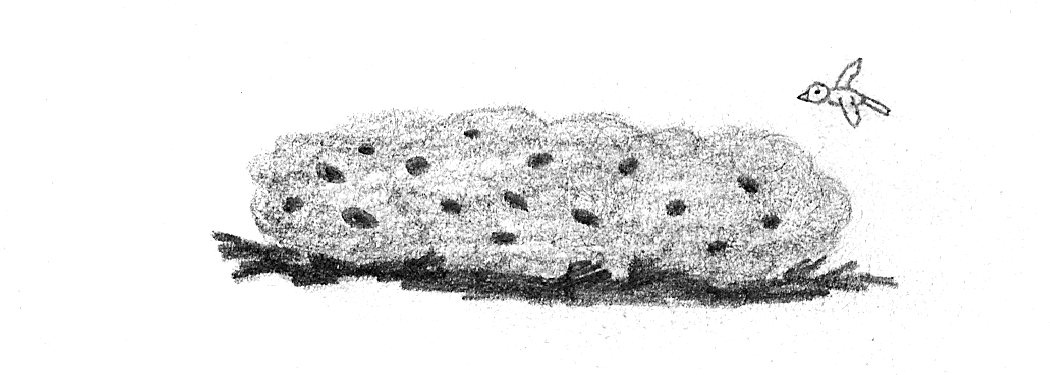 Image 39